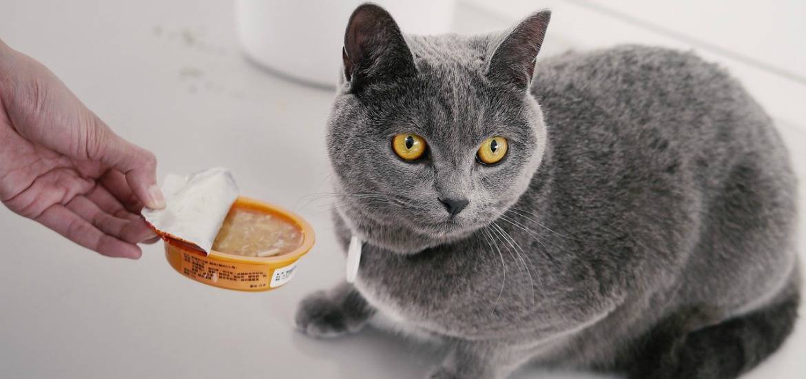 Как правильно кормить кошку — советы ветеринаров по организации правильного рациона питания у котов