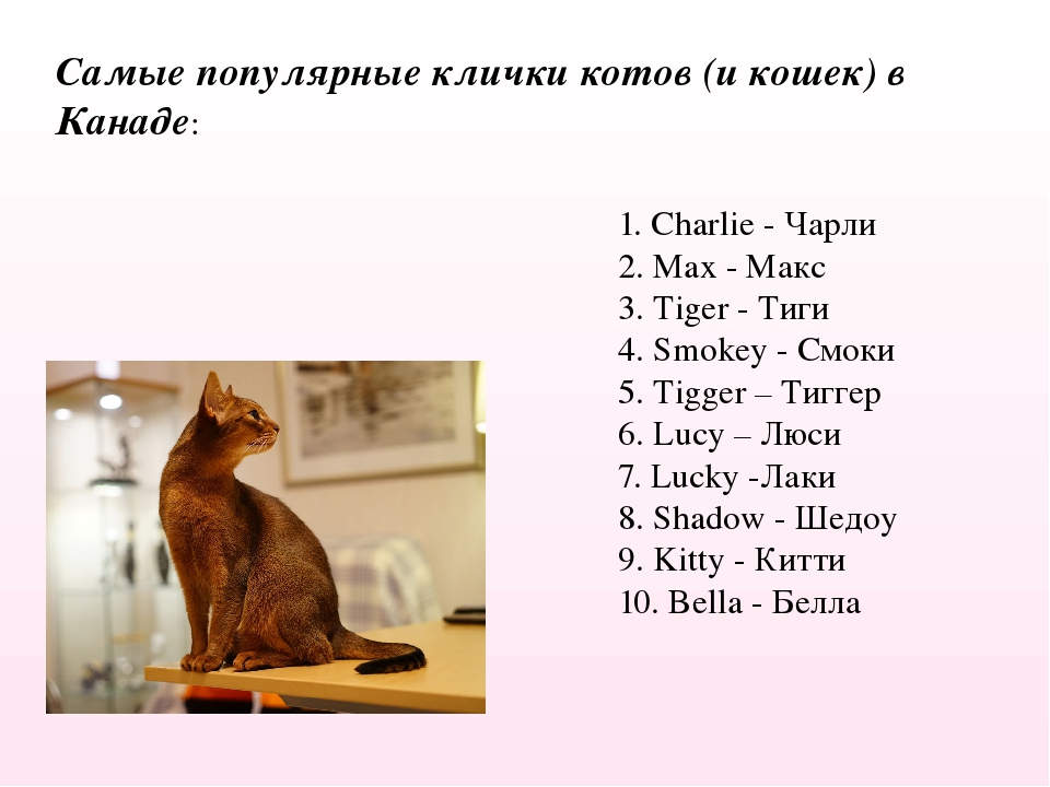 Английские имена для котов: примеры американских кличек