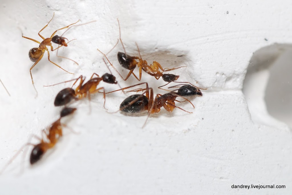 Camponotus saxatilis | клуб любителей муравьев