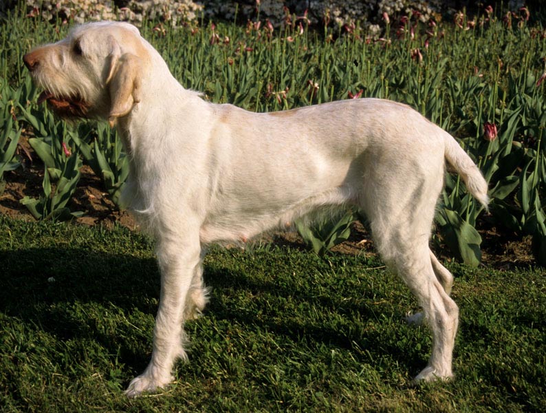 Топ-10 самых известных итальянских пород собак