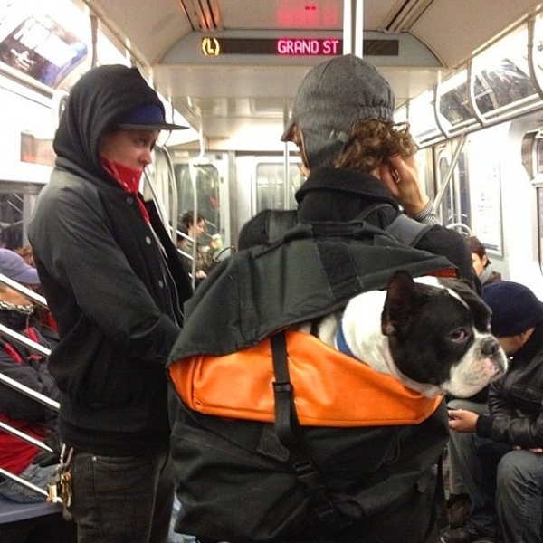 Как перевезти собаку в транспорте: самолете, в поезде, машине, автобусе, электричке, такси, за границу, на велосипеде, в метро, большую и маленькую