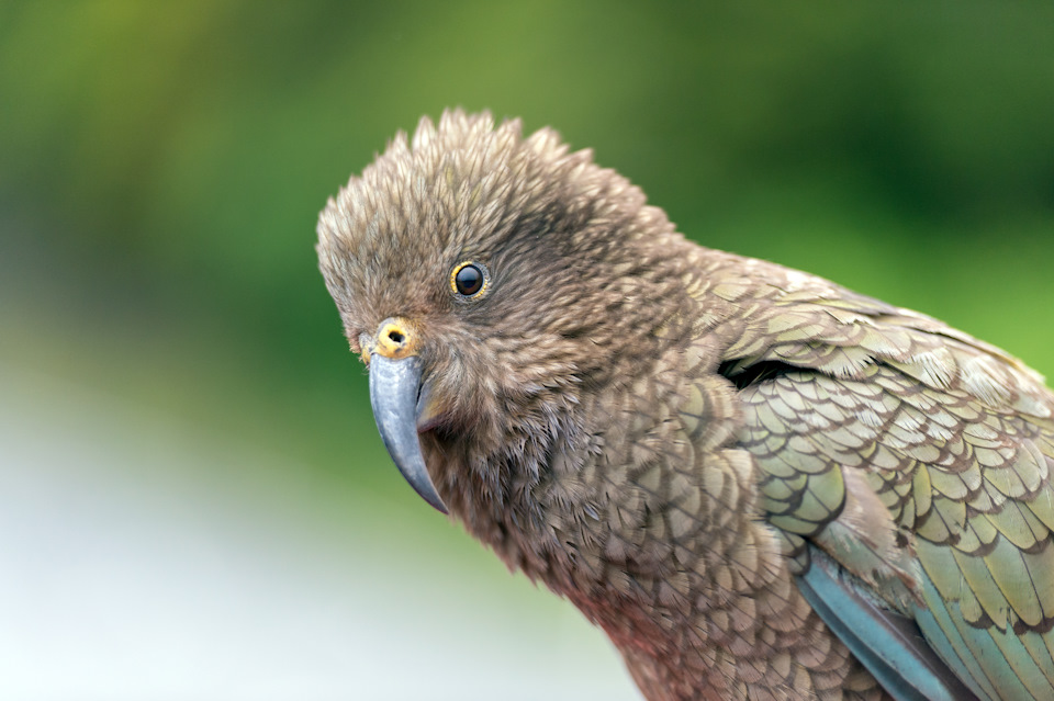 Попугай корелла – фото, описание, содержание, купить, отзывы