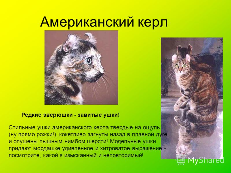 Американская короткошерстная кошка: описание, фото, характер, цена