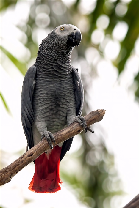Жако, или серый попугай | мир животных и растений