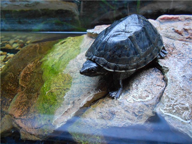 Декоративная черепаха в домашних условиях уход кормление - вместе мастерим