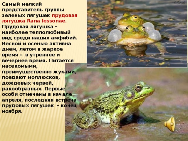 Земляная жаба. описание, особенности, виды и среда обитания земляной жабы | живность.ру