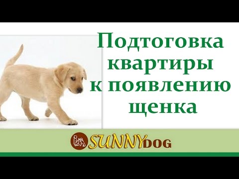 Уход за щенком: основы содержания для начинающего хозяина собаки