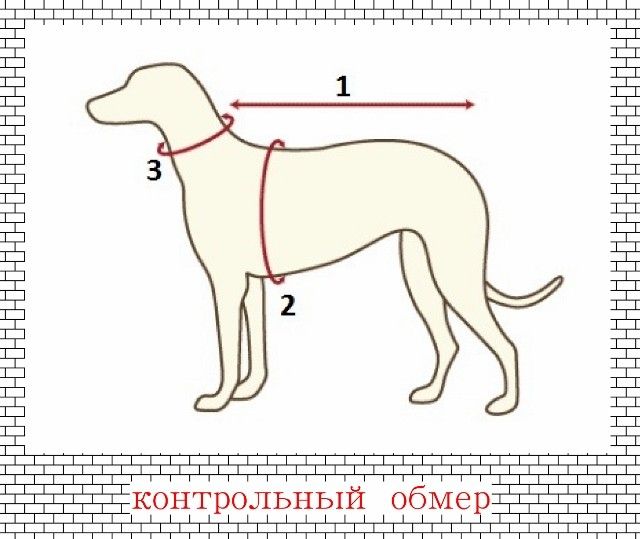 Размеры одежды для собак — как правильно определить