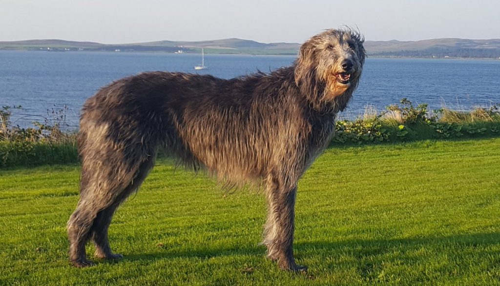 Ирландский волкодав: очень большой, но очень добрый пёс