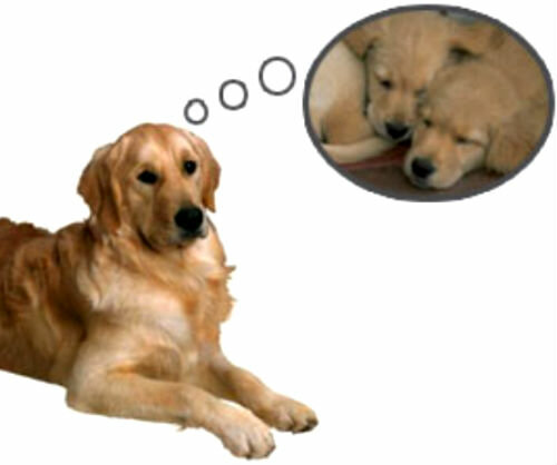 Беременность у собак - признаки, продолжительность беременности у собак.  ветеринарная клиника "зоостатус"