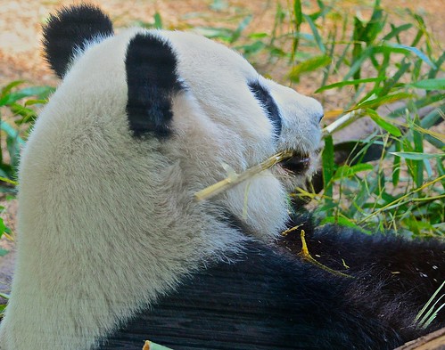 Большая панда（бамбуковый медведь) китая –все информация и панда картинки