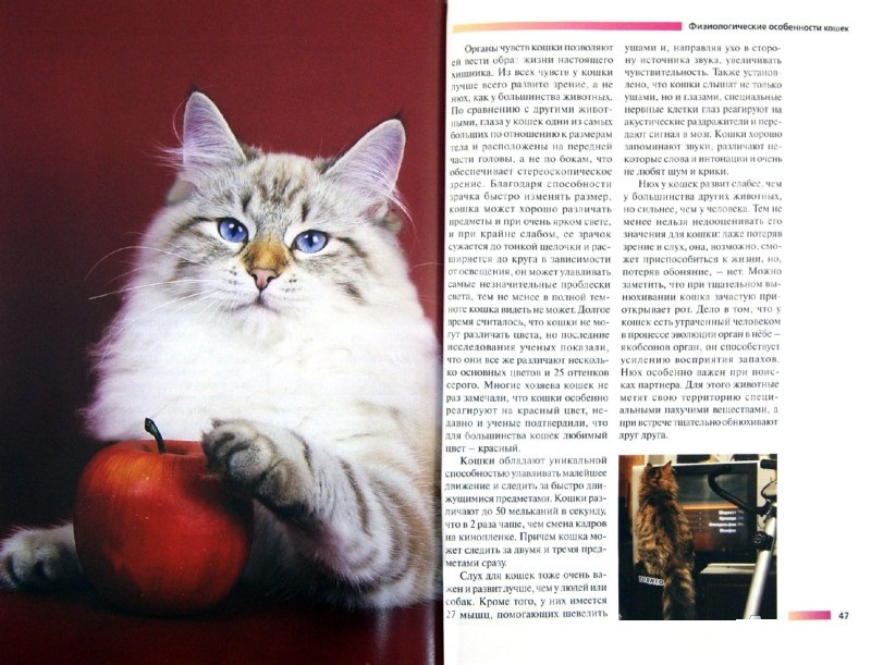 Сибирская кошка голубого окраса (25 фото): особенности окраса, описание породы, тонкости содержания взрослых котов и котят