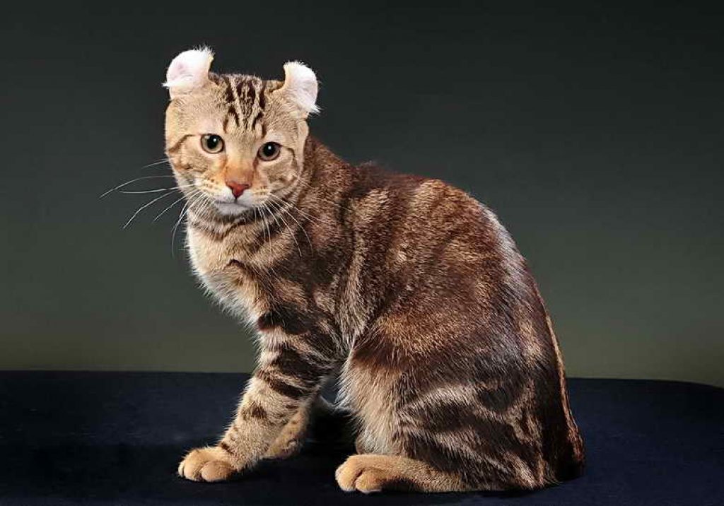 Американский керл кошка фото цена, описание породы, отзывы владельцев