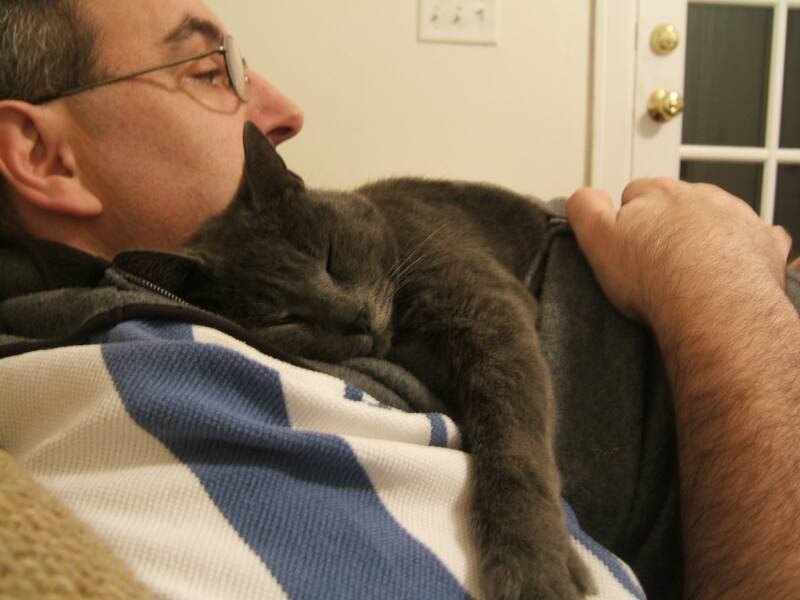Как понять что кошка любит хозяина. 6 доказывающих это причин