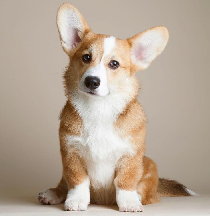 Собаки, похожие на лису (33 фото): маленькая рыжая собачка с короткими лапами, пушистая собака с большими ушами и другие породы