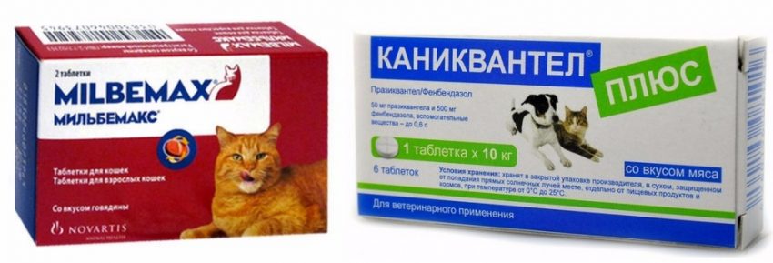 Почему собака кашляет и чем лечить - здоровье животных | сеть ветеринарных клиник, зоомагазинов, ветаптек в воронеже