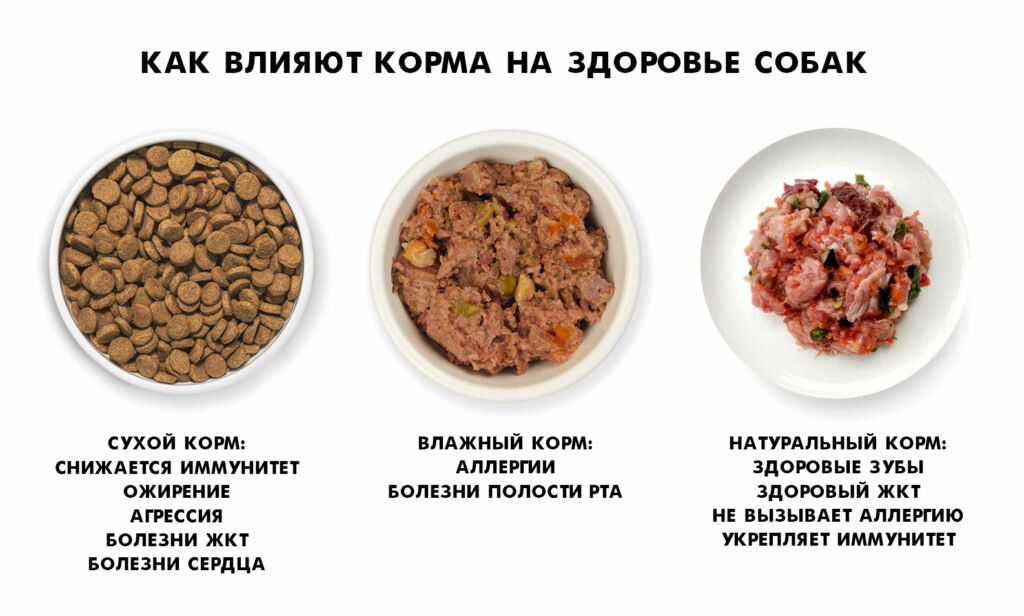 Можно ли кормить собаку ячневой и пшеничной кашами