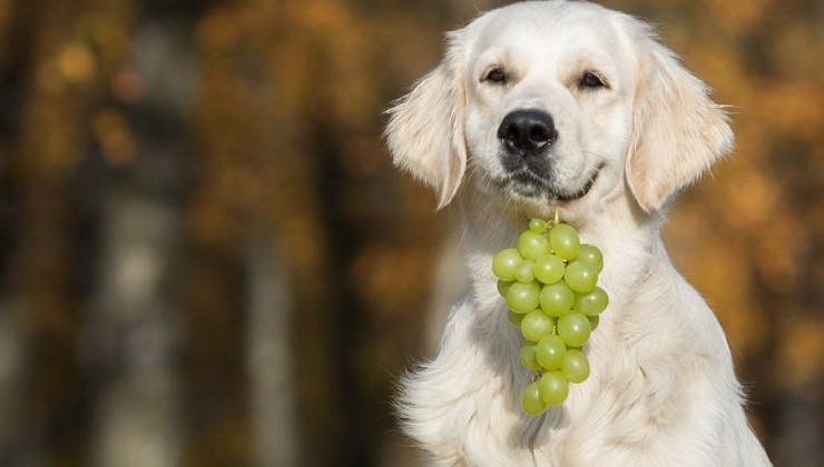 Можно ли собаке виноград: почему нельзя, в чем опасность