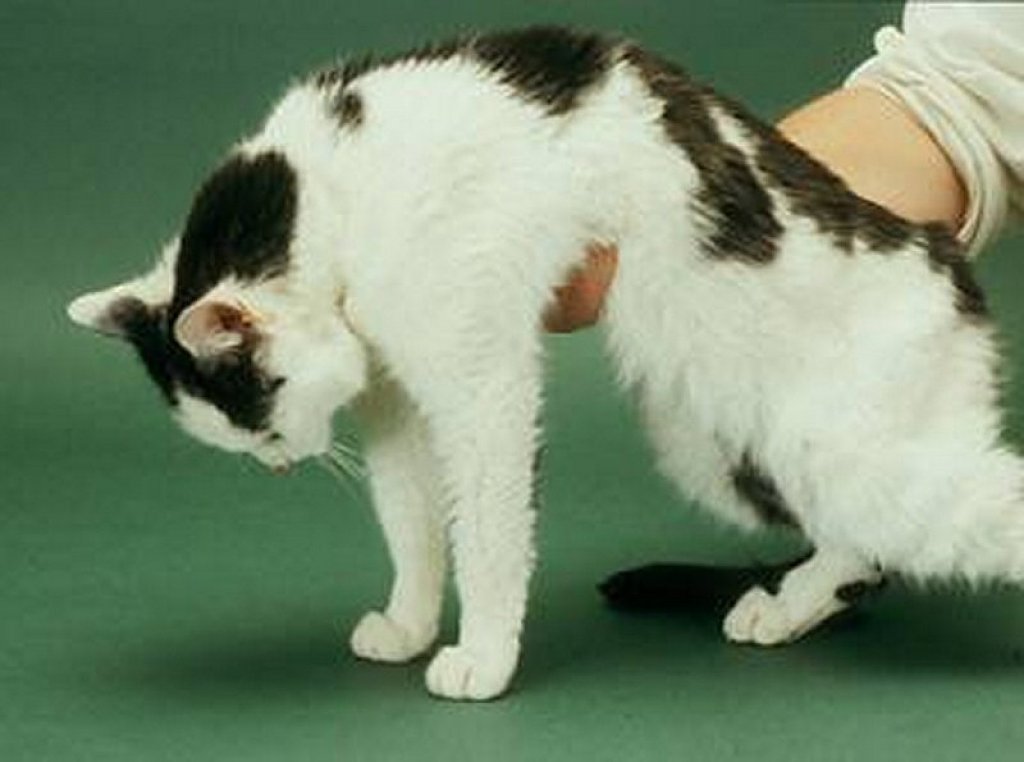 Cetosis en gatos