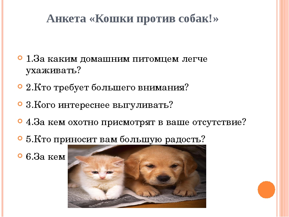Кошка или собака: какое домашнее животное завести?