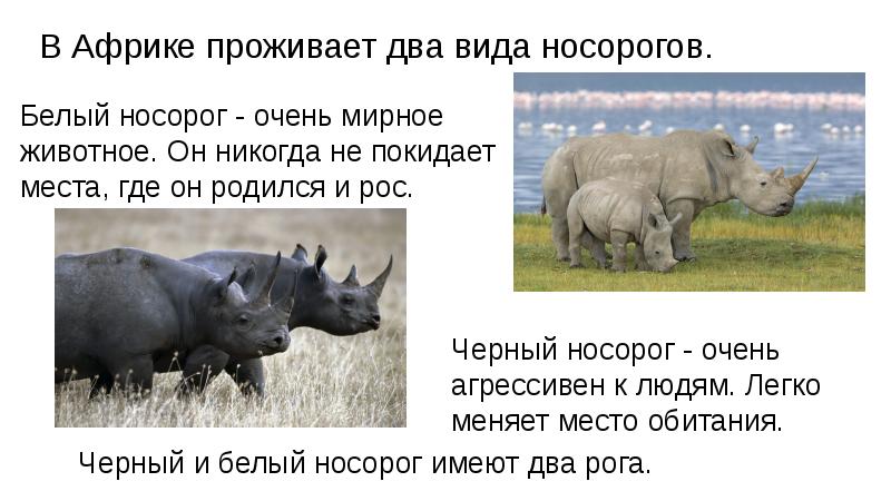 Животное носорог: описание, как выглядит, где живет, фото