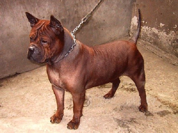 Чунцин: описание китайской породы собак с фото