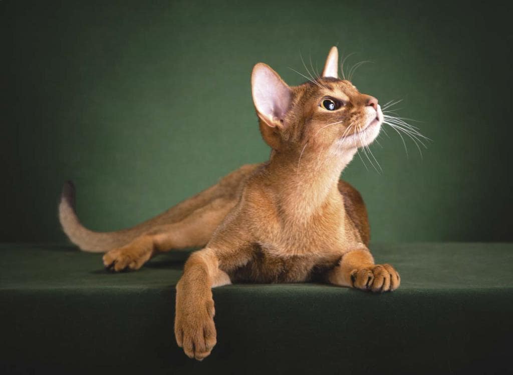Абиссинская кошка (130 фото): обзор породы кошек, особенности содержания, характер, повадки, внешний вид, размеры, содержание