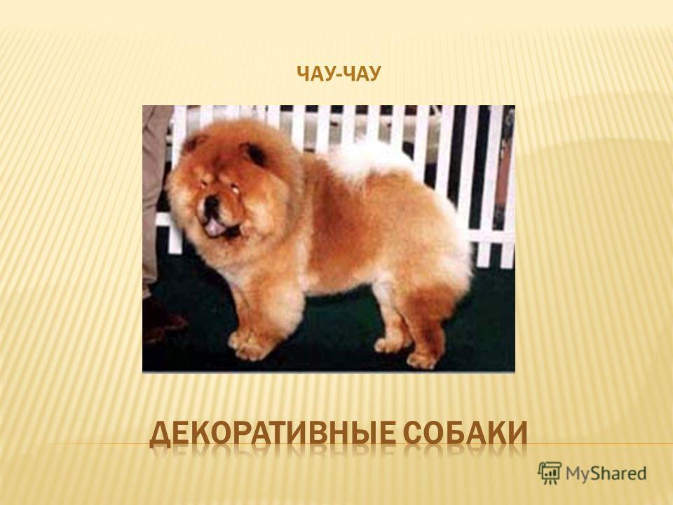 Собаки чау-чау: описание характера и породы | блог ветклиники "беланта"