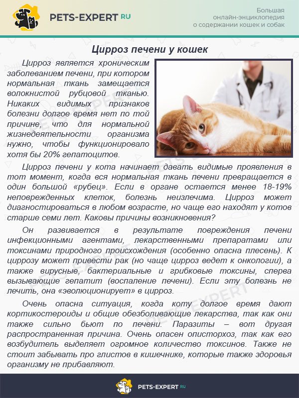 Болезни кошек, заболевания передающиеся человеку