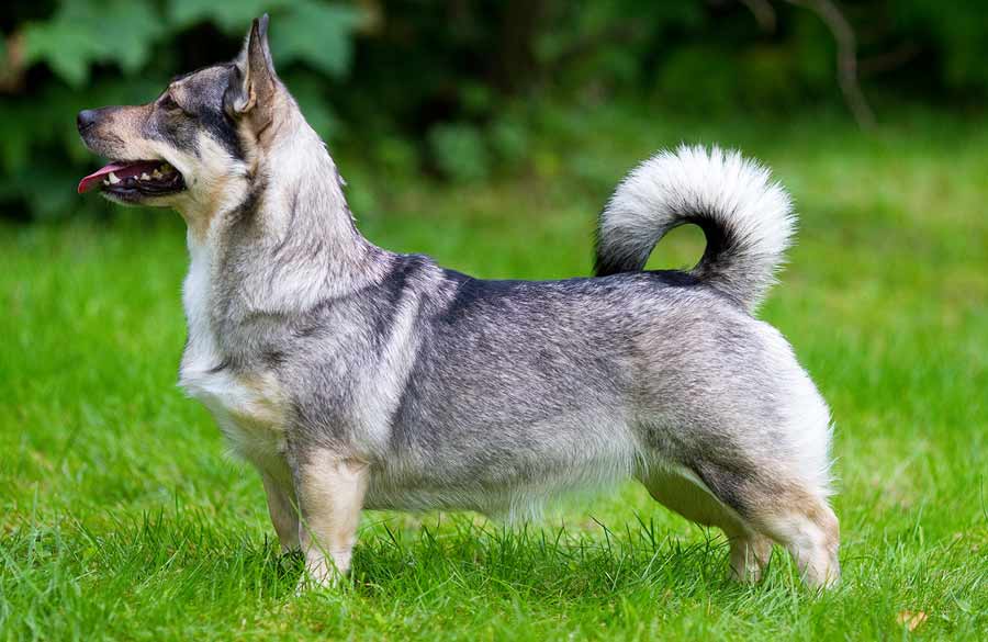 Шведский лаппхунд: описание породы, характер, фото | все о собаках