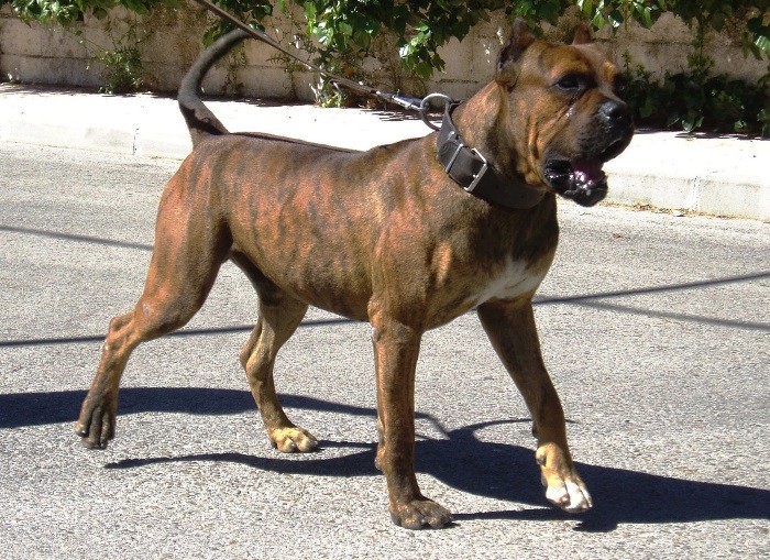 Характеристика собак породы аргентинский дог с отзывами и фото