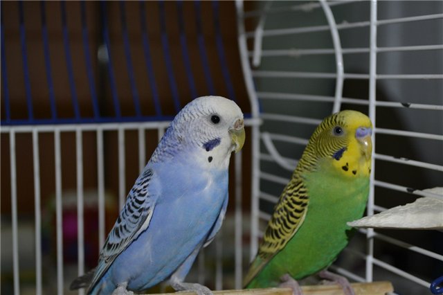 Имена для волнистых попугаев мальчиков и девочек