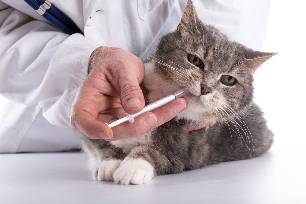 Сахарный диабет у кошек : симптомы, где лечить в москве | ветеринарная клиника ирины оныщук