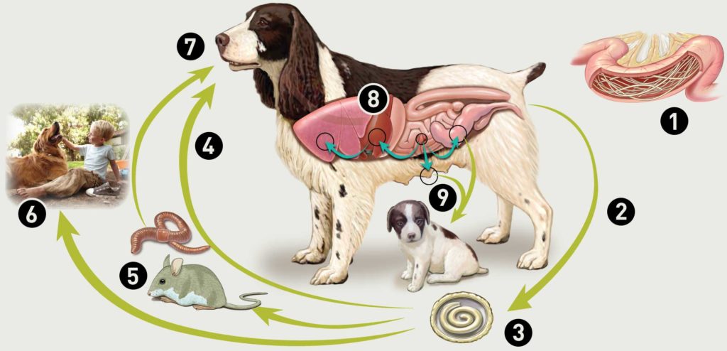 Глисты у собак: лечение и симптомы | ветмед