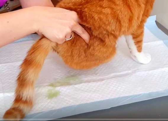 Как сделать массаж коту?