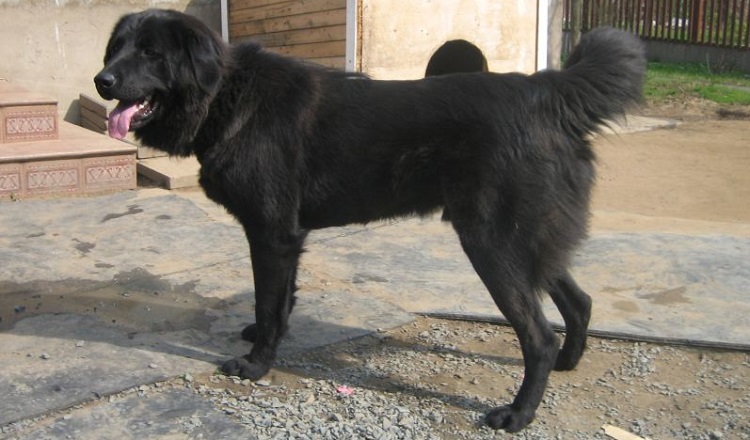 Хорватская овчарка: описание породы собак с фото и видео