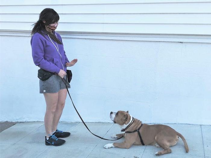 Приучаем взрослую собаку к поводку: подробная инструкция