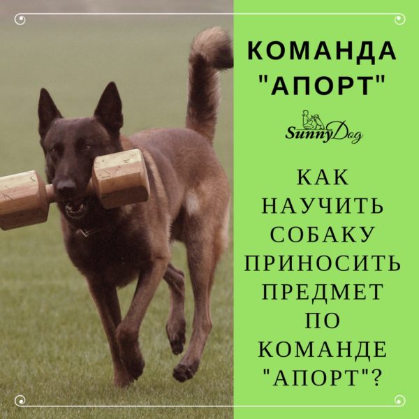 Учим собаку команде "апорт": пошаговая инструкция