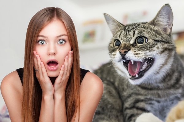 15 раздражающих признаков того, что кошка признается человеку в любви