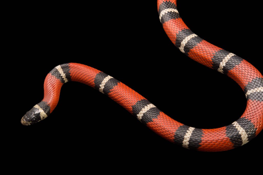 Королевская синалойская змея: глобальная ложь, на которой построен успех этого вида