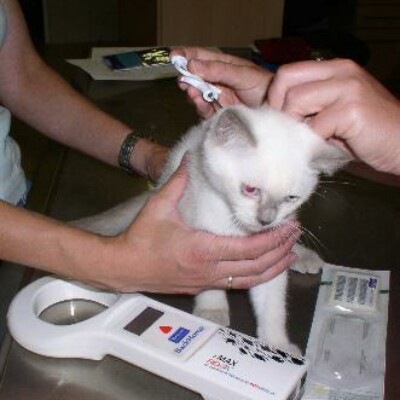 Чипирование кошек: 110 фото идентификации и внесение в международную базу