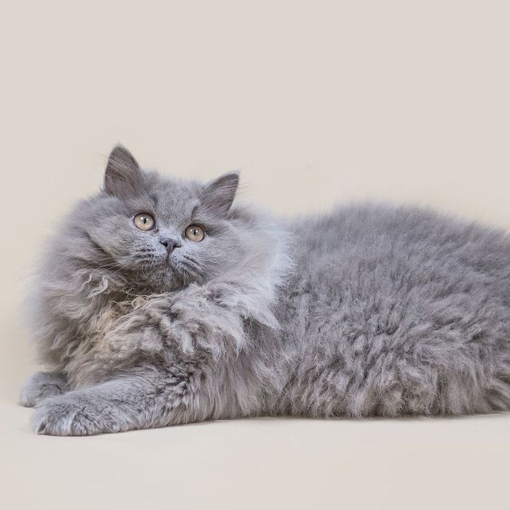 Британская кошка: фото, описание породы, характер, здоровье, уход и содержание