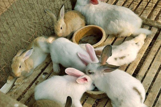 Секреты эффективного разведения кроликов: уход, кормление, содержание