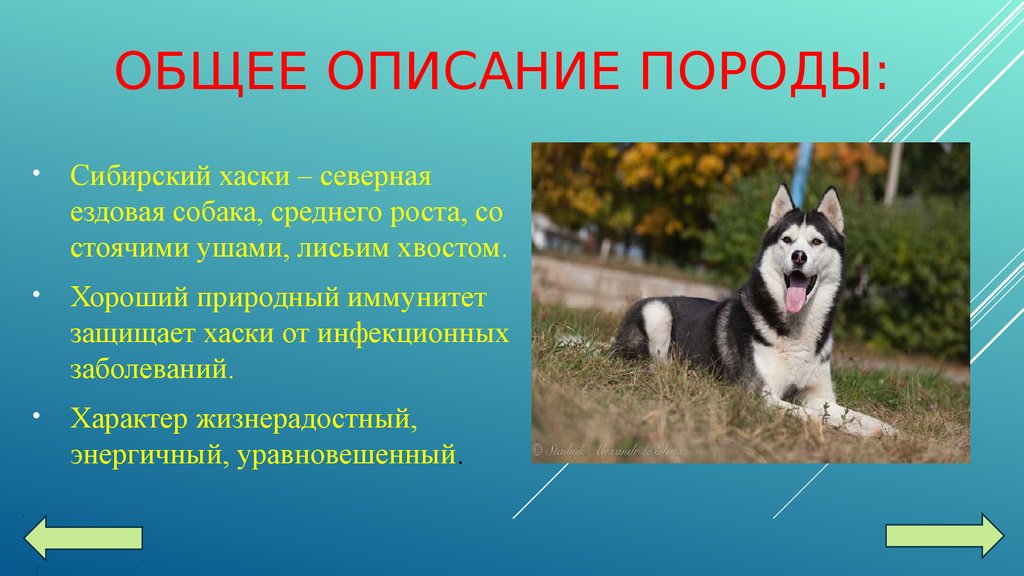 Как можно описать собаку. Описание собаки. Сообщение о породе собак. Описание хаски. Информация про собаку хаски.