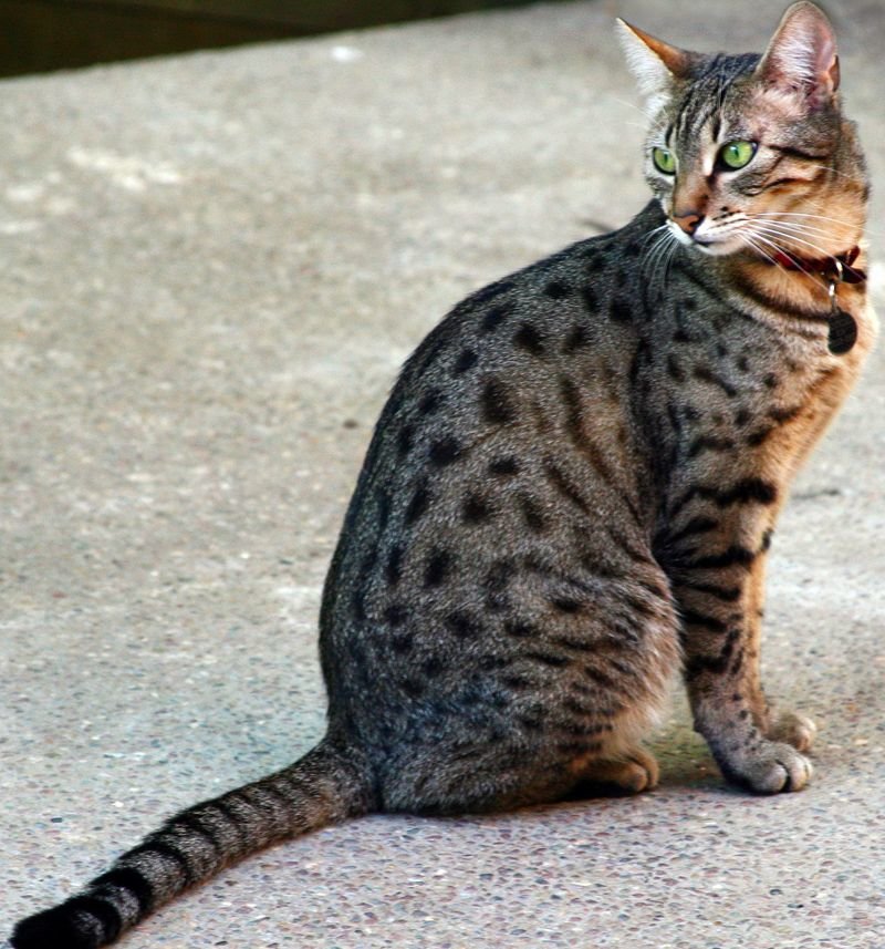 Порода кошек канаани: особенности и характеристика - мир кошек