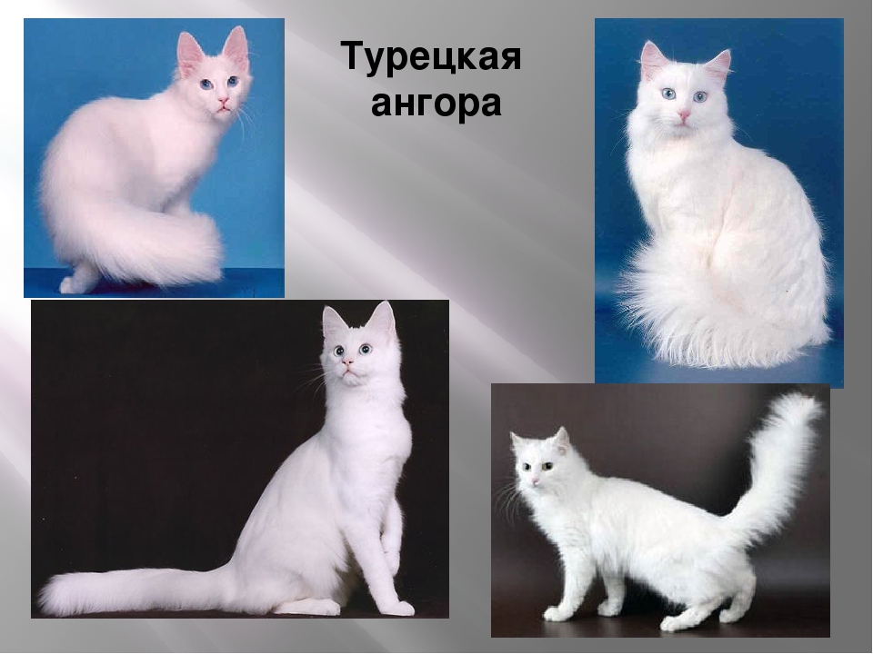 Ангорская кошка (ангора турецкая)