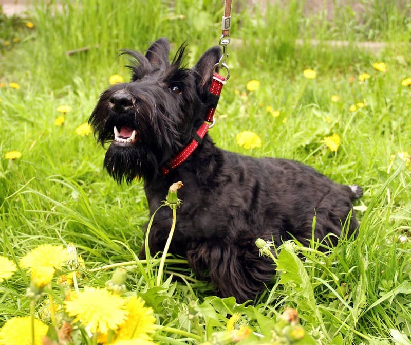 Описание породы собак скотч терьер (шотландский терьер) с фото