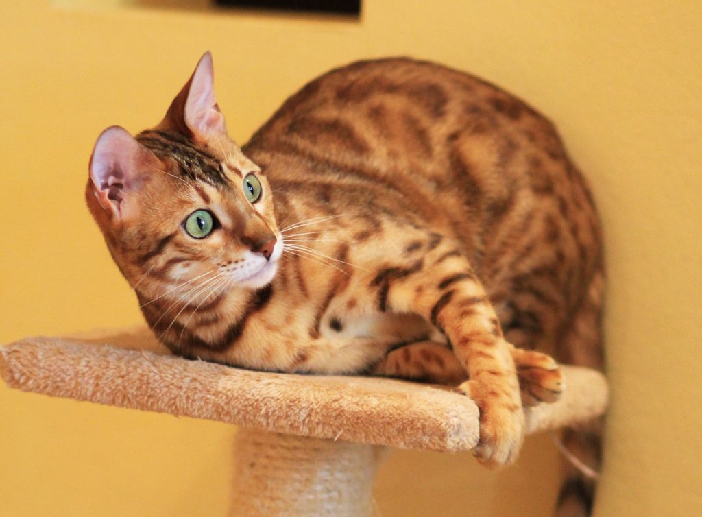 Порода кошек бенгальская: основная информация, фото