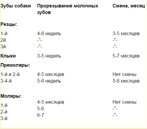 Неправильный прикус у йоркширского терьера, бивера, померанского шпица, чихуахуа, причины неправильного прикуса у собак, брекеты у собак