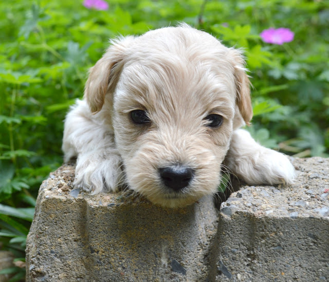 Гипоаллергенные породы собак: как выбрать безопасного питомца?